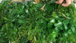 Rau gì ngày xưa bộ đội ta phơi khô để dành thay mì chính, tốt cho người mới ốm dậy, bổ hơn rau ngót?