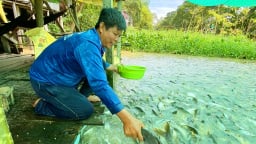 Đàn cá hoang ùn ùn kéo tới con kênh ở An Giang đòi ăn chuối chín, cả làng đến xem, thay nhau chăm sóc