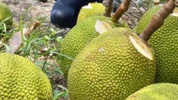 Vô miệt vườn Vĩnh Long tha hồ ăn trái cây ngon, xem dân bán mít Thái mà bất ngờ