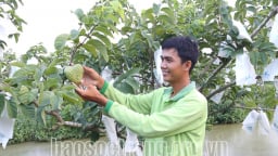 Vườn nhiễm phèn trồng cam, mít chết hàng loạt, đem trồng na Thái không ngờ quả to đùng, thương lái mua hết