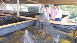 Đây là con đặc sản dân Phú Yên nuôi dày đặc trong bể xi măng, kéo lên cả làng ai cũng tò mò muốn xem