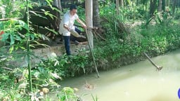 Chuyện lạ Tiền Giang, nuôi sâu để bắt sâu nuôi cá, nông dân khá lên