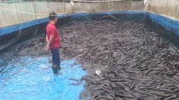 Vùng bãi ngang ven biển Quảng Trị, nông dân nuôi cá lóc ở ao lót bạt, tăng thu nhập, vươn lên làm giàu