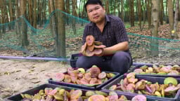 Vô khu rừng ở Gia Lai bất ngờ thấy một thứ 'cây' mọc la liệt, đều tăm tắp, hóa ra nhổ lên bán rõ đắt