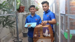 Cầm bằng cử nhân luật từ Sài Gòn về Đắk Lắk, chàng trai nuôi thứ chim đột biến bán đắt như vàng