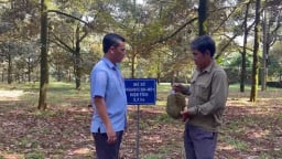 Vườn sầu riêng đầu tiên được cấp giấy chứng nhận đạt chuẩn hữu cơ ở Đồng Nai, thu hoạch bao nhiêu bán hết bấy nhiêu