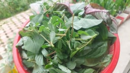 Loại rau lung tung nhà nghèo xưa ăn 'chung tình', nay nhắc tên nhà giàu còn thèm, đó là thứ rau gì?