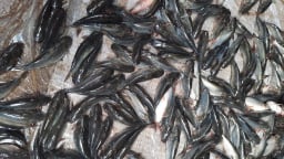 Đánh liều nuôi cá chốt trong ao lót bạt, một nông dân Bình Thuận bắt lên cá nhảy rô rố, hễ bán là hết sạch
