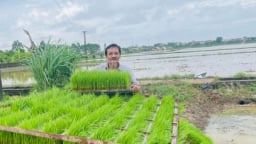 Trên cánh đồng của tỉnh Thái Bình vụ lúa, máy cấy đã rộn ràng, vèo cái cấy xong 4 - 5 mẫu ruộng  