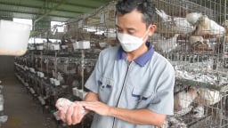 Anh nông dân Thanh Hoá bật mí bí quyết nuôi chim bồ câu Pháp kiếm bộn tiền 