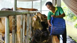 Gom thứ dây này ở Vĩnh Long ủ chua cho bò ăn, con nào cũng trơn lông đỏ da, khỏe như vâm, nông dân nhàn