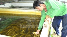 Nuôi lươn dày đặc, thò tay xuống nắm một đống, anh nông dân Trà Vinh giàu nhờ điều này