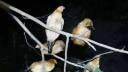 Ở một hòn đảo của Hải Phòng có một thung lũng lạ, thấy gà 'leo cây', bướm bay rợp trời