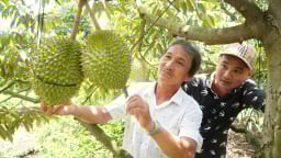 Trồng sầu riêng ở một tỉnh ĐBSCL tăng diện tích quá nhanh, ngành chức năng khuyến cáo điều gì?