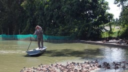 Nuôi thứ vịt bay như chim hoang dã, chăm nhàn mà nông dân một xã ở Sóc Trăng hễ bán là đắt hàng