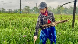 Con vật quái ác nào đang hoành hành khiến cả làng trồng hoa Tết ở Huế lo thất thu, mất tết?