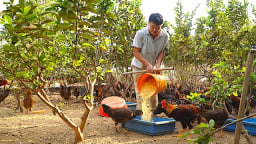Đây là loại 'gà sang chảnh' dân nơi này ở Bà Rịa-Vũng Tàu nuôi thành công, hễ nói bán là đắt hàng