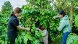 Hợp tác xã này của Đắk Lắk trồng sầu riêng, trồng cà phê, gặp thời giá tốt, nhà nào cũng sung túc