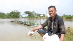 Cứ nuôi tôm 2 vụ lại xen một vụ nuôi cá đặc sản, nông dân Sóc Trăng bất ngờ đếm tiền nhiều hơn hẳn