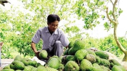 Vô một vườn ở Cần Thơ, thấy ông nông dân bẻ trái đặc sản bán, toàn quả to bự, cứ 1ha thu 1 tỷ đồng
