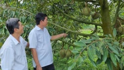 Trồng 2 loại cây đặc sản, cây nào cũng ra trái ngon, một HTX ở Cần Thơ giúp nông dân giàu hẳn luôn