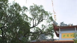 Chùa cổ ở Phú Yên xây thời nhà Tây Sơn mà các vua nhà Nguyễn lại thích bởi loại cây cổ thụ này