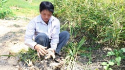 Trồng loại cây gia vị tốt um ở Tuyên Quang, cuốc một nhát bật lên toàn củ to, có nhà đào hàng tấn