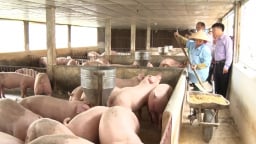 Nghe lạ, nuôi lợn bằng bột trà xanh ở Thái Nguyên, lợn khoẻ, nhanh lớn, thịt thơm ngon
