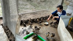 Con động vật hoang dã bay như chim, anh nông dân Đồng Tháp nuôi thành công, bán hút hàng, cả làng bất ngờ