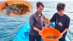 Đi vớt rác, dân Quảng Ngãi vô tình đụng trúng con động vật có tên trong sách Đỏ, nộp cho ngành chức năng
