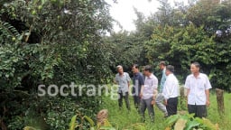 Trồng cây tốt um tùm ra trái đặc sản, ông tỷ phú nông dân Sóc Trăng bán cao nhất là 30.000 đồng/kg