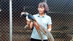 Con vật nuôi mới lạ này bộ lông có tới 7 màu, một nông dân Bắc Giang được cấp mã nuôi động vật quý hiếm