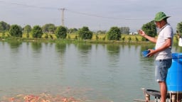 Nơi này của Nam Định, dân đang đổi đời nhờ nuôi loài cá nhập ngoại 'quý tộc' ví như 'quốc ngư Nhật Bản'