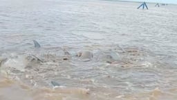 Phát hiện đàn cá heo bị mắc cạn, người dân cửa biển Cái Cùng, Bạc Liêu tìm cách giải cứu đưa về biển
