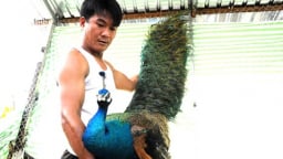 Vật nuôi đuôi dài xưa là động vật hoang dã, nay có trong sách Đỏ, trai Cần Thơ bán 6 triệu đồng/cặp