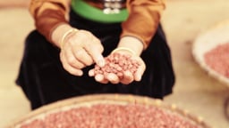 Một nơi ở Điện Biên, dân trồng thứ cây gọi quả là củ, nhổ lên, bóc ra loại hạt đỏ như son, bán giá hời