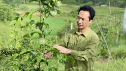  Nậm Pồ: Nông dân biến đồi nương thành vườn trái ngọt