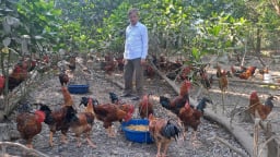 Một nông dân Thái Nguyên có thu nhập hàng trăm triệu/ năm nhờ bí quyết nuôi gà thả đồi đẹp mã, thịt ngon