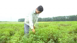Loại rau gia vị 'thơm quá đáng' này dân nhậu ham ăn, ở Hà Tĩnh làm gì mà lắm thế, nghe xong bất ngờ?