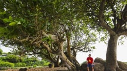 Một hòn đảo rộng  2,3km2 cách bờ biển Quảng Trị 30km, 70% diện tích đảo là rừng nguyên sinh, vô số cây cổ thụ