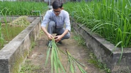 Bao giờ Việt Nam có khung pháp lý cho cây trồng chỉnh sửa gen?