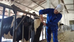 Sơn La: Đồng bộ các biện pháp phòng, chống dịch bệnh cho đàn vật nuôi