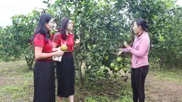 Agribank Quảng Trị tiếp sức tạo nên thương hiệu cam ngọt hữu cơ trên đất Triệu Thượng