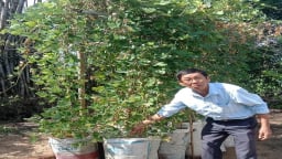 Trồng loại củ ngon, ăn mát lành trong bao xi măng ở Phú Yên, trông lạ mà hay đáo để