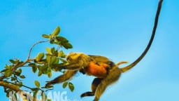 Ngồi bế con trên mỏm núi đá ở Kiên Giang là loài động vật hoang dã, nhỏ hay bám mẹ, có tên trong sách Đỏ