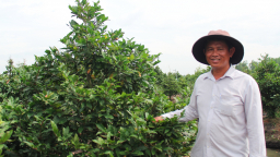 Làng nghề mai vàng Bình Lợi - mô hình điểm về phát triển ngành hoa, cây cảnh tại TP.HCM