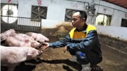 Nông dân Việt Nam xuất sắc đến từ Hải Dương nuôi lợn bằng đệm lót sinh học, chỉ bán phân đã thu tiền tỷ