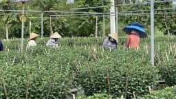 Hoa tết đang tốt um ở làng hoa lớn nhất Đà Nẵng, chăm mấy tháng trời, dân chỉ mong điều này