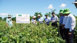 Trồng giống đậu xanh này ở Quảng Trị, cây nào cũng ra quả chi chít, xúm xít thế này đây