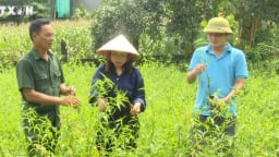 La liệt cây dược liệu quý ở rừng Thanh Hóa, tại khu rừng nổi tiếng có một loại cây ra rễ tăng cường sức khỏe